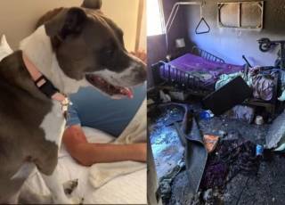 Mulher tem apartamento destruído em incêndio, mas é salva por pit-bull