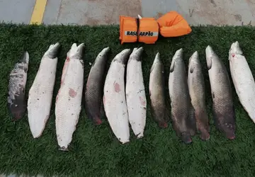 Mais de 50 quilos de pescado ilegal são apreendidos por policiais da Base Arpão