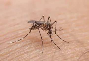 Brasil registra mais de 121 mil casos prováveis de dengue em 10 dias