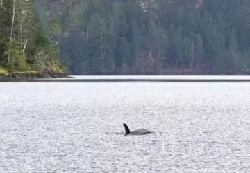 Bebê orca se recusa a sair de local onde mãe morreu e gera comoção 