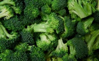 Brócolis: saiba os benefícios para o corpo se comer todos os dias